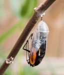 Close-up of an orange monarch butterfly coming out of a white chrysalis.