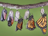 Close-up of a lined up row of the different stages of a monarch butterfly coming out of a chrysalis.