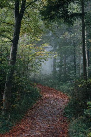 A pathway covered in leaves, with trees and bushes close to its sides.