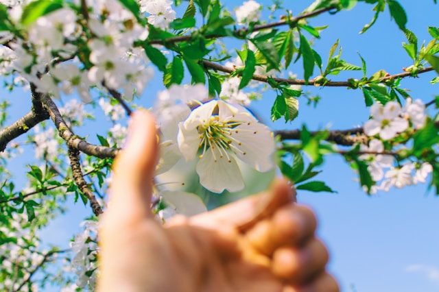 Close-up on a hand holding a magnifying orb to a flower.
