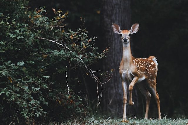 A fawn in the woods looking directly at the camera.